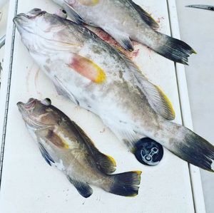 Fresh Catch of Groupers Reeled In Florida